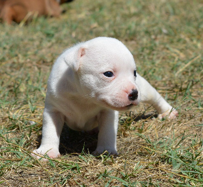 Les chiots de Staffordshire Bull Terrier