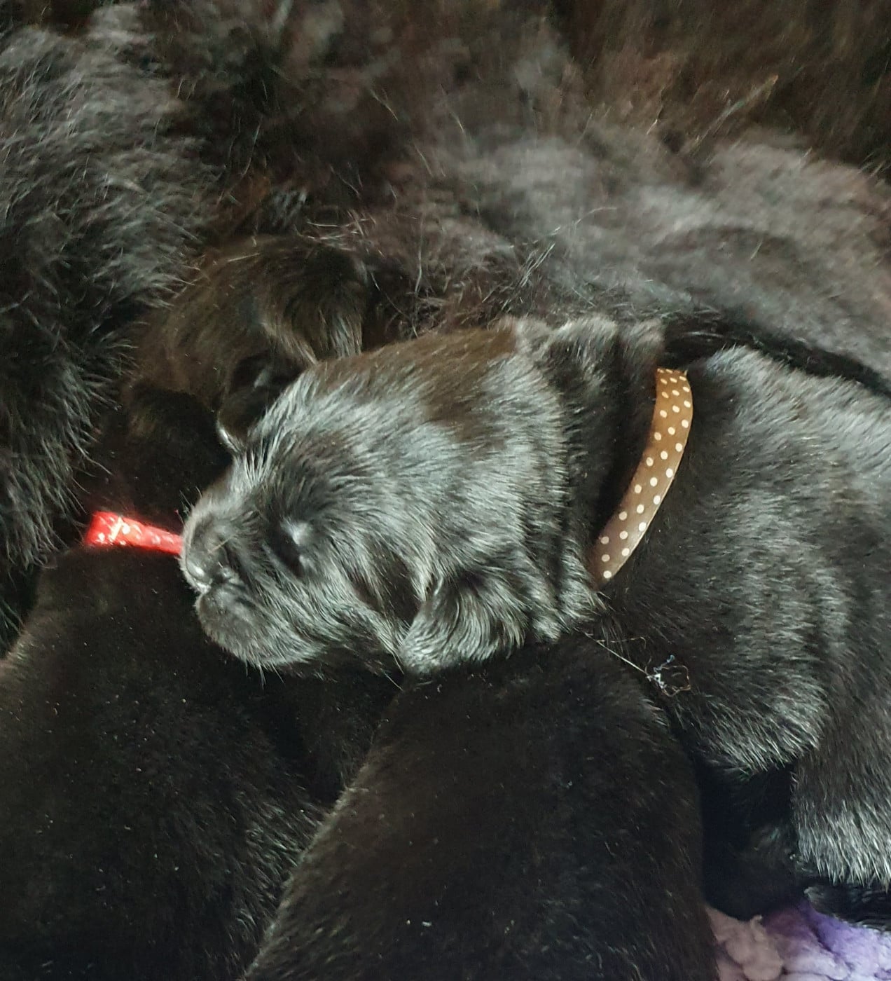 COLLIER GRIS
