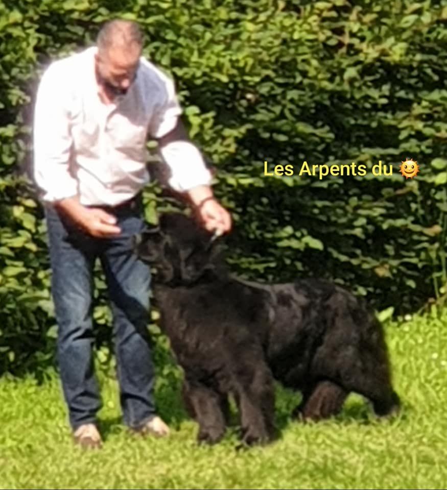 ice prince Cocochanel - 3ème Excellent COF