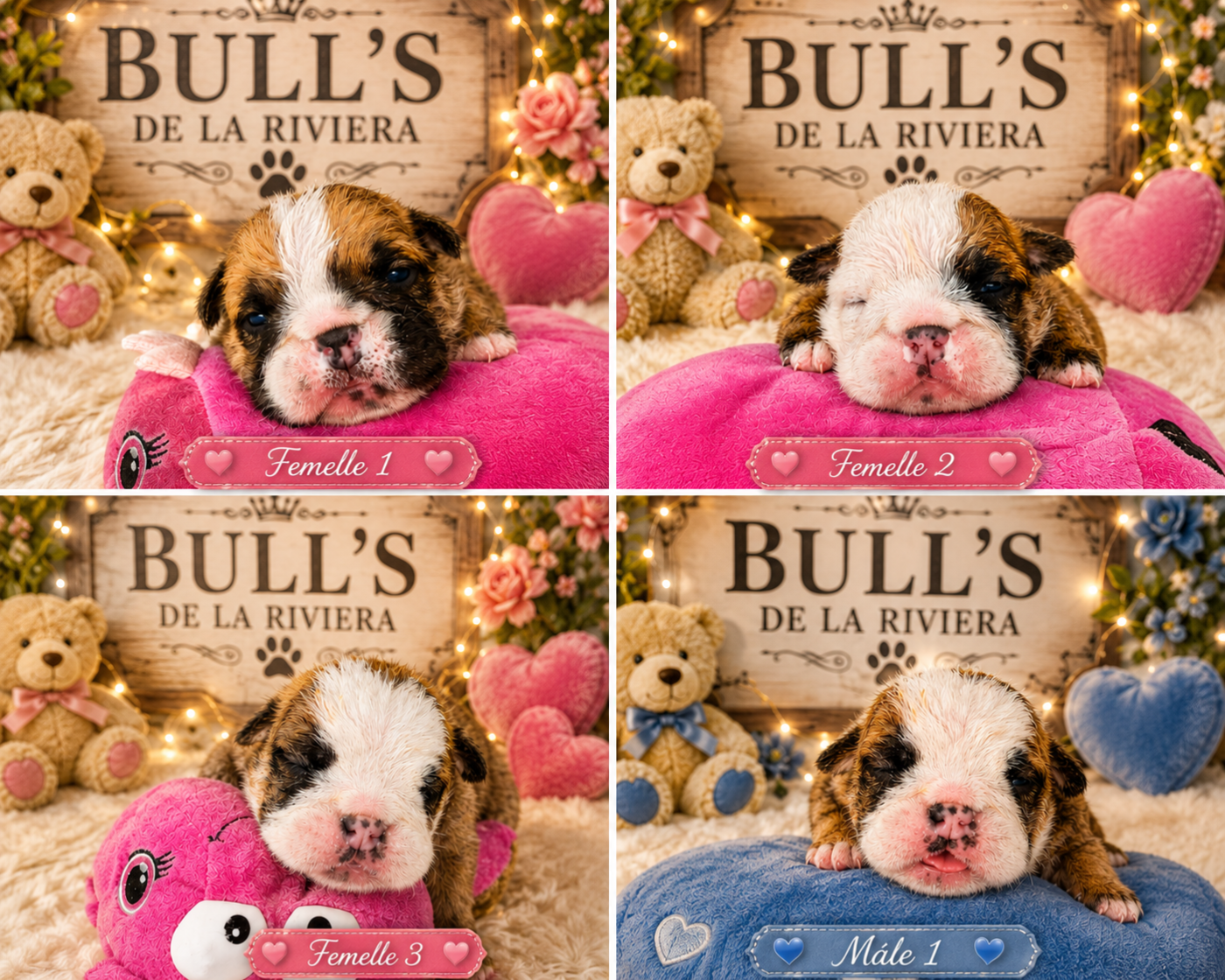 Bulldog Anglais - les Bull's de la Rivièra