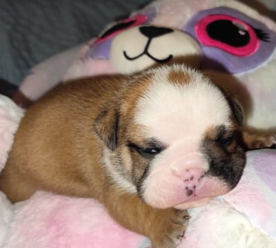 Les chiots de Bulldog Anglais