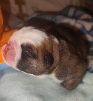 Les chiots de Bulldog Anglais