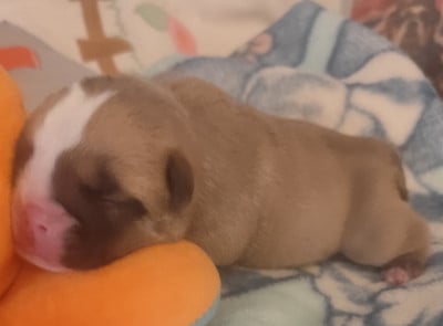 Les chiots de Bulldog Anglais