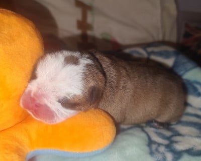 Les chiots de Bulldog Anglais