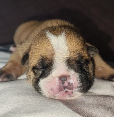 Les chiots de Bulldog Anglais