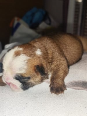 Les chiots de Bulldog Anglais