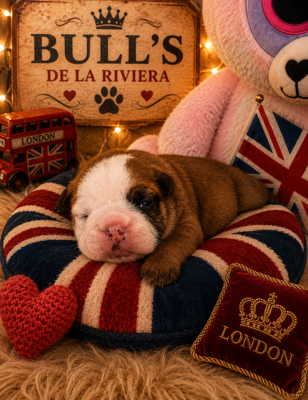 Les chiots de Bulldog Anglais