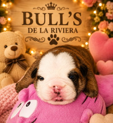Les chiots de Bulldog Anglais