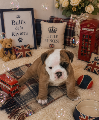 Les chiots de Bulldog Anglais