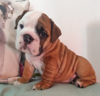 Les chiots de Bulldog Anglais