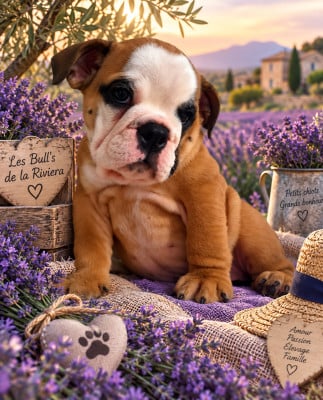 Les chiots de Bulldog Anglais