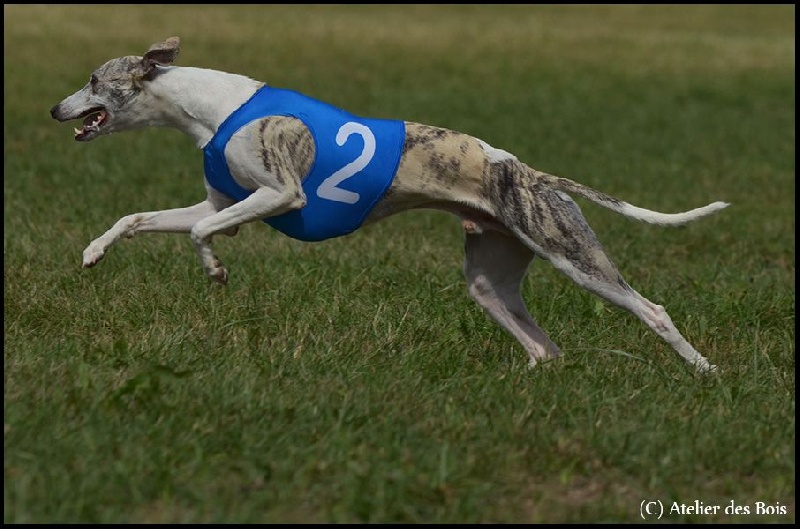 Publication : Du Chene Des Morinieres Auteur : Roor Carole