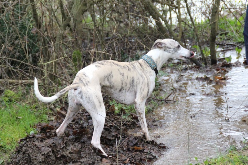 Publication : Du Chene Des Morinieres Auteur : Roor Carole