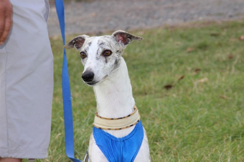 Publication : Du Chene Des Morinieres Auteur : Roor Carole