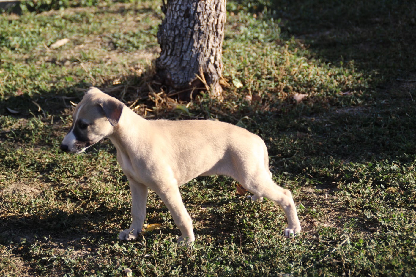 BOLT