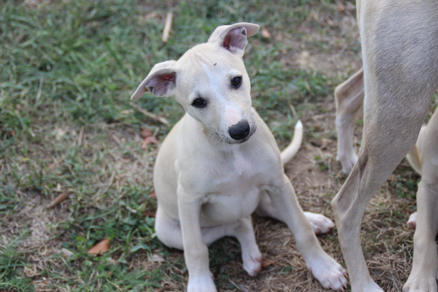 CHIOT 1