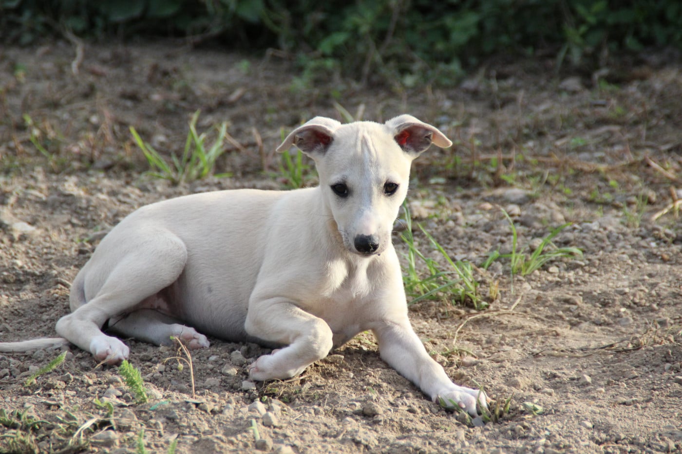 CHIOT 1