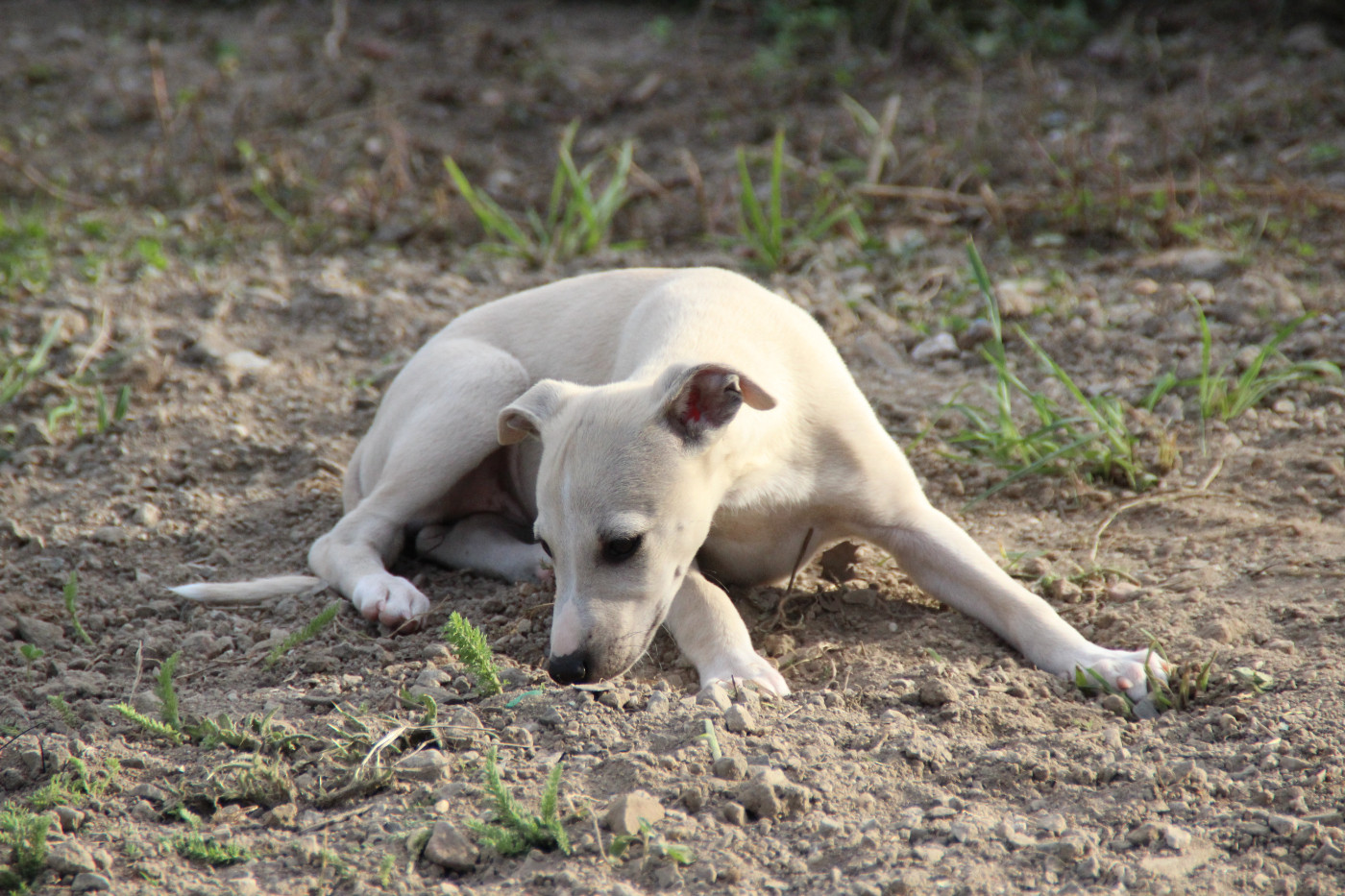CHIOT 1