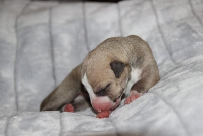 Les chiots de Whippet
