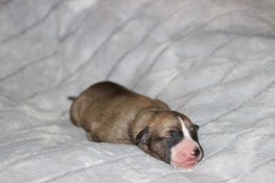 Les chiots de Whippet