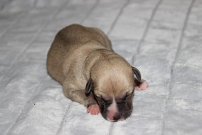 Les chiots de Whippet