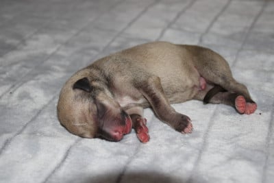 Les chiots de Whippet