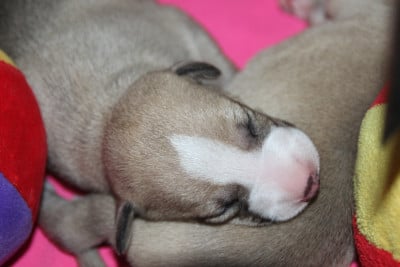Les chiots de Whippet