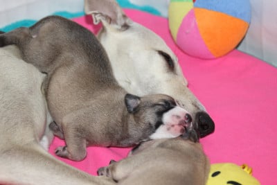 Les chiots de Whippet