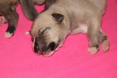 Les chiots de Whippet