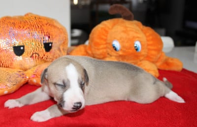 BALKA - Whippet