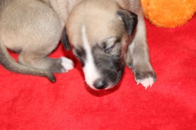 BRYANE - Whippet