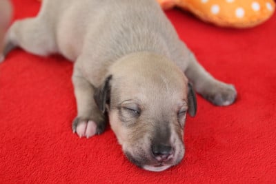 BOSLEY - Whippet
