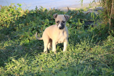 Les chiots de Whippet