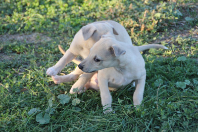 Les chiots de Whippet