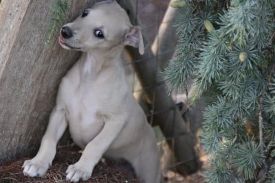 Les chiots de Whippet