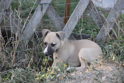 Les chiots de Whippet