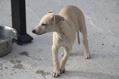 Les chiots de Whippet
