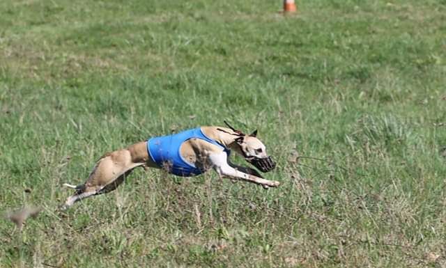 Miss américa du Puech d'argent - CACP 1 er/10 44 points 21+23