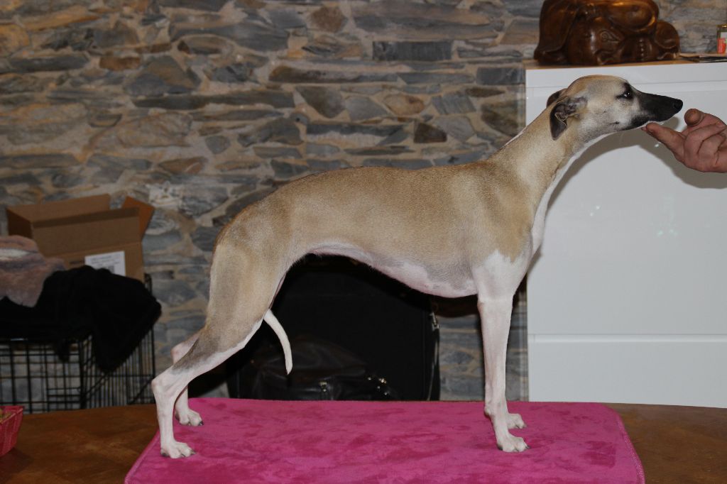 Miss américa du Puech d'argent - Classe inter. 4ème excellent