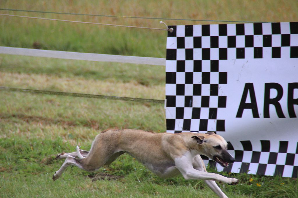 Miss américa du Puech d'argent - ESSAI SUR CYNO