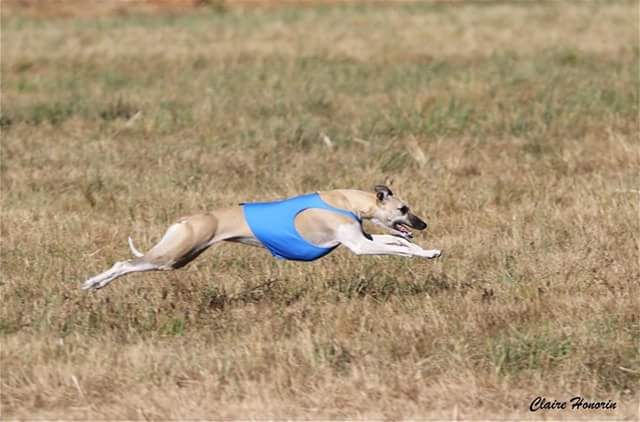 Miss américa du Puech d'argent - 18 ème 37 points TB