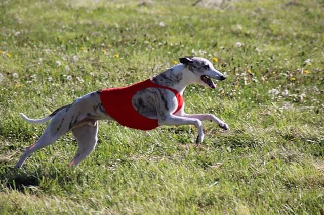 Heliot von Hoëhenzoller - 12 ème excellent 39 points