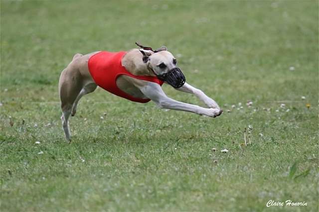 Miss américa du Puech d'argent - 9 ème TB 150+102