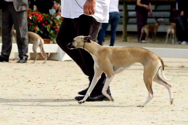 Miss américa du Puech d'argent - Classe jeune Excellent non classé