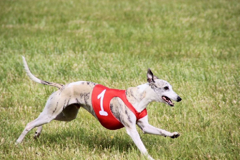 Heliot von Hoëhenzoller - 26 éme TB