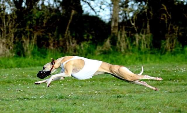 Miss américa du Puech d'argent - 1 er CACIL-CACP 362 points