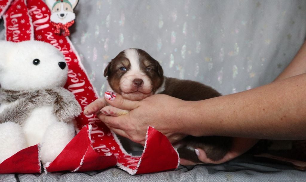 CHIOT - Berger Australien