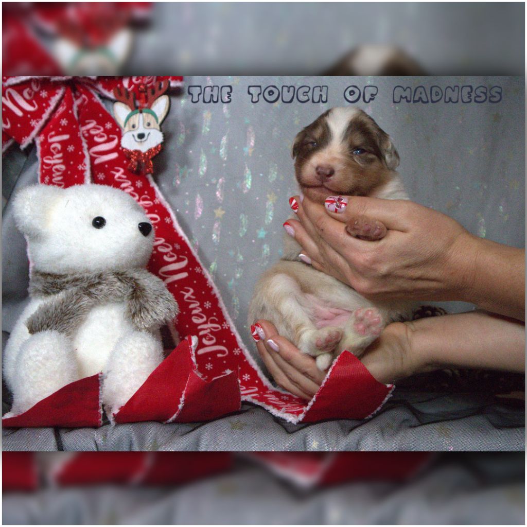 CHIOT - Berger Australien