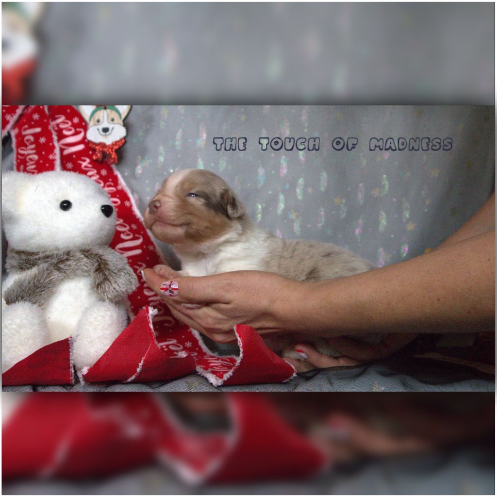 CHIOT - Berger Australien