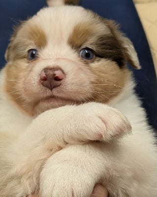 Les chiots de Berger Australien